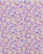 Poplin Digital Eucalyptus 5829